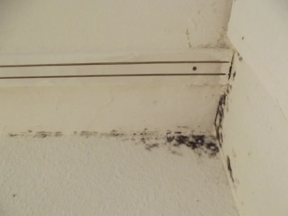 Technician in protective gear removing a mold-damaged wall in a South Easton home